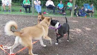 Dogs Playing for Life Program at the ARL