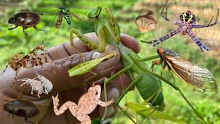 beautiful predator: the master of disguise in the insect world