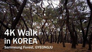 [4K] Pines to protect the king’s tomb, Samneung Forest, Gyeongju 경주 남산 삼릉숲 walk in korea