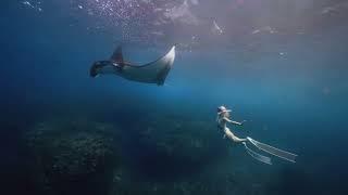 BALI Freediving manta