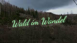 Rehreisen - Wald im Wandel