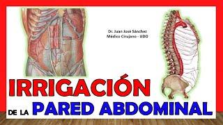  ARTERIES OF THE ABDOMINAL WALL. (Irrigation) Easy and simple explanation!