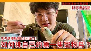 告訴你！如何挑自己的第一隻寵物鳥？How to choose your first pet bird?【鸚鵡小木屋】【新手鳥知識】