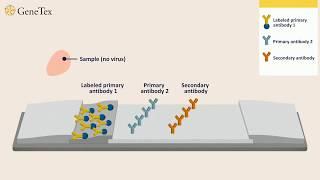 How a Rapid Virus Antigen Test Works.