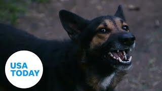 Surviving a dog attack: Five steps that could save your life | USA TODAY