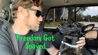 Freedoms Getting Spayed #dog #spayandneuter #belgianmalinois