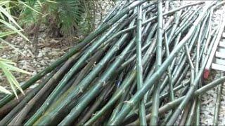 My Backyard Bamboo Harvest - A Massive Pile of Canes for Future Projects!
