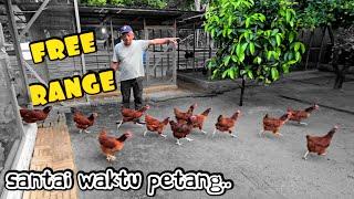 ️ TERNAK AYAM SEPARA LEPAS BEBAS. PROJEK SANTAI DI KAMPUNG