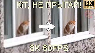 КiT, НЕ ПРЫГАЙ! 8K 60FPS