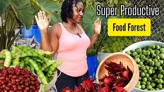 Sorrel/Roselle Gungo/Pigeon Peas & Susumba/ Gully Bean Updates  Super Productive Food Forest