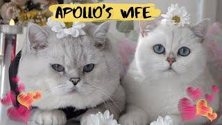 APOLLO'S WIFE | British shorthair cats having a date