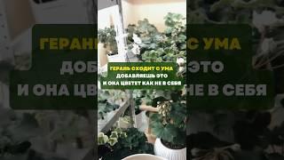 Герань сходит с ума.Добавляешь это и она цветет как не в себя#цветы#сад