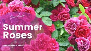 Summer Roses - 4K Rose Flowers with Relaxing Music