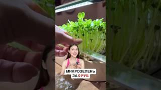 МИКРОЗЕЛЕНЬ ЗА 0 РУБ 