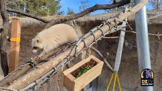 Denver Zoo Welcomes Two New Rescued Raccoons!