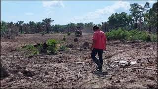 Así se siembra el zacate híbrido Cayman de Grupo Papalotla