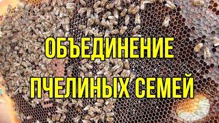 объединение пчелиных семей осенью. Очень простой способ