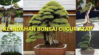 Indah nya bonsai cucur atap ( sapu - sapu)