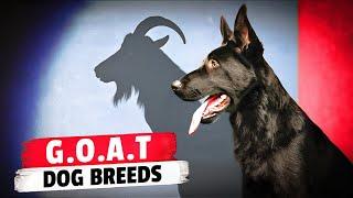 The 10 G.O.A.T. Dog Breeds