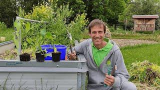 Tomaten, Gurken & Paprika richtig pflanzen  Beetvorbereitung, Startdüngung und Pflanzenpflege ‍