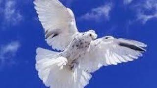 Most Beautiful American Skycutter Pigeons | Exotic Fancy Pigeon Flaying