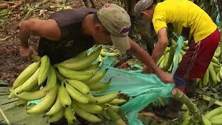 Cultivo de plátano Festival Hartón de Oro Tame Arauca 1