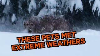 These Pets Met EXTREME Weather!  #compilation | PAWSOME PETS