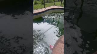 Fasting way to clean a green pool