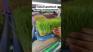 Просто Бизнес = Вода + семена ! Заработок дома Бизнес идеи Ростки Микрогрин ЗОЖ
