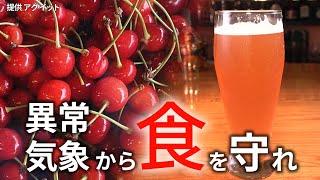 【コメ品薄】異常気象に負けるな　廃棄「佐藤錦」→1650円ビールに【映像でわかる】