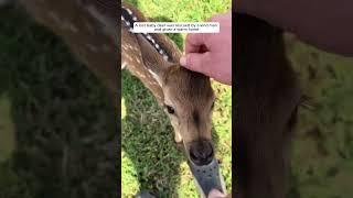 A lost baby deer was rescued by a kind man and given a warm home #animalshorts #animalrescue