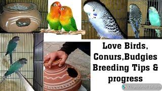 LoveBirds Breeding Tips || LoveBirds Breeding Setup || LoveBirds Breeding Progress