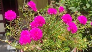 My Mom Garden | Table rose plant | after using the natural fertilizer | Moss Rose| Get more flowers