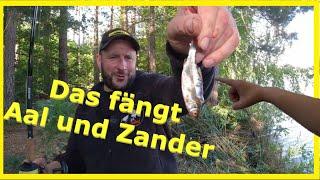 Angeln auf  Aal und Zander mit Köderfisch und Wurm erfolgreich über die ganze Nacht