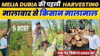 इस किसान ने कमाए लकड़ी बेचकर 80 लाख  Melia Dubia ki Kheti  Malabar Neem Farming 93557 11780