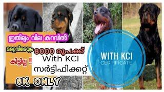 Kci certified rottweiler at rs8000 only  • 8000 രൂപക്ക് സർട്ടിഫിക്കറ്റ് ഉള്ള റോട്ട്‌ • 8k rs rott