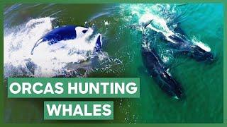 First EVER Footage Of Killer Whales Attacking Bowhead Whales | Chasing Ocean Giants
