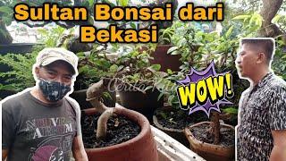 Pecinta / Penghobi BONSAI Dari Bekasi