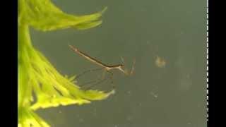 Nepid water scorpion feeding on Daphnia