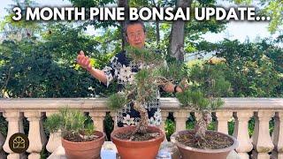 3 Month Progress Update on My Three Japanese Black Pine Bonsai