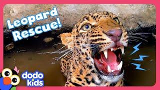 Wild Leopard Stuck In A Well Needs Help To Escape! | Dodo Kids | Rescued!