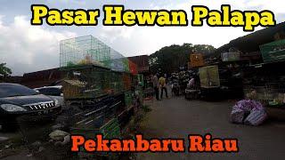 Pasar Hewan Palapa Pekanbaru Riau #pasarhewan #pasarpramuka #pasar #kucing #jualkucing