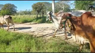 Gyr lechero de República Dominicana #ganaderías #farm #gyrlechero