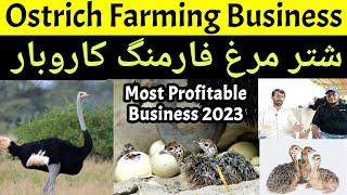 Shutar Murgh Farming Business | Ostrich Farming business | Ostrich chicks | Ostrich eggs | Business