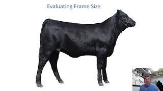 Understanding Feeder and Slaughter Cattle Grades
