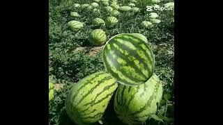 watermelon #short#satisfying #trend