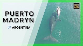  CAPITAL MUNDIAL de las BALLENAS  Puerto Madryn - Gaiman 🫖