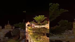 Golden temple Amritsar #shorts #shortsvideo #youtube #virelshorts #amritsar #goldentemple