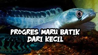 PROGRES CHANNA MARU KECIL LEBIH MENANTANG DAN LEBIH SERU