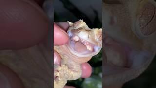 HOW TO prepare female crested geckos FOR BREEDING! #shorts